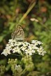 Schmetterling