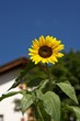 Sonnenblume