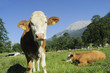 Landwirtschaft, Kühe, Rinder, Bayern Landwirtschaft, Kühe, Rinder, Bayern