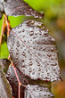 Dew on the foliole of purple beech