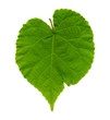 Green leave on white background