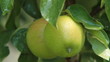 fruit apples on a tree.