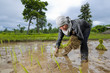 asian woman growing rice