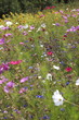 champs de fleurs