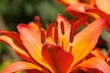 Lilienblüte