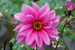dahlia