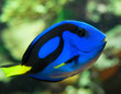 Poisson chirurgien bleu