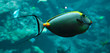 Poisson chirurgien