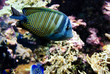 Poisson chirurgien
