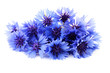 cornflowers