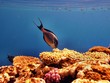 Red Sea