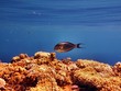 Red Sea