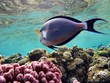 Red Sea
