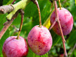 Wild Plums