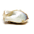 Oyster n Pearl Oyster n Pearl