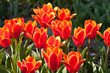 Rote Tulpen