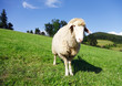 Sheep looking at the camera Sheep looking at the camera