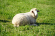 Sheep on grass Sheep on grass
