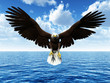 eagle landing on ocean