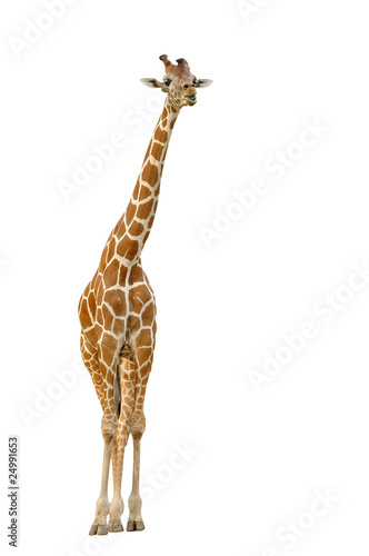 Photo: giraffe isolated giraffe isolated