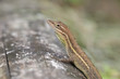 Anolis auratus - (Polychrotidae sauria) Anolis auratus - (Polychrotidae sauria)