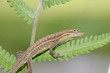 Anolis auratus - (Polychrotidae sauria) Anolis auratus - (Polychrotidae sauria)