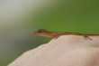 Anolis auratus - (Polychrotidae sauria) Anolis auratus - (Polychrotidae sauria)