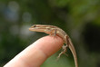Anolis auratus - (Polychrotidae sauria) Anolis auratus - (Polychrotidae sauria)