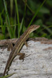 Anolis auratus - (Polychrotidae sauria) Anolis auratus - (Polychrotidae sauria)