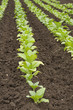agriculture- tobacco cultivation