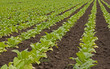 agriculture- tobacco cultivation