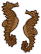 Seahorse pair isolated white background Seahorse pair isolated white background