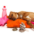 Zen moment for dog