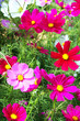Photo: Cosmos flowers Cosmos flowers