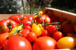 Barquette de tomates.