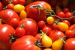 Barquette de tomates.