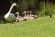swan family