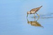 Wilson's pharalope looking for food in the shallow waters