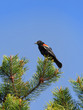 Red-winged blackbird on top of a tree