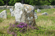Menhir avec de la bruyère rouge à Carnac en bretagne en France Menhir avec de la bruyère rouge à Carnac en bretagne en France