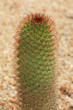 tropical cactus