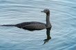 Pelagic cormorant swimming in the sea