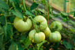 green tomatoes
