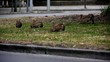 Group of Bunnies Feeding off Gras