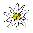 Illustration: Gebirgsblume Edelweiß Freigestellt Gebirgsblume Edelweiß Freigestellt