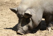 cochon cochon