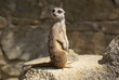 animal des prairies animal des prairies