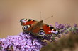 peacock butterfly
