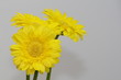 three yellow gerbera flowers