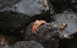 crabes00